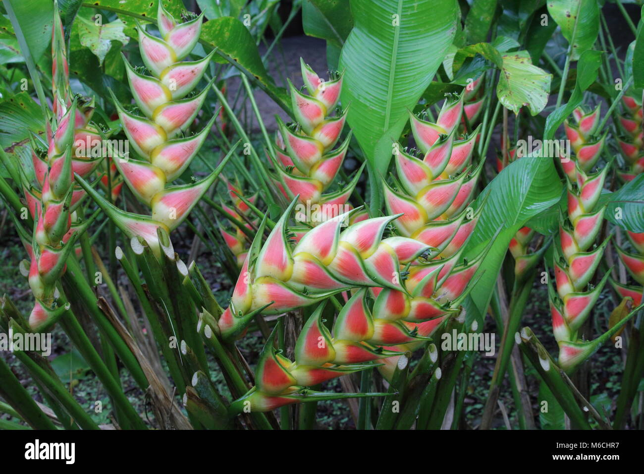 Heliconia wagneriana Stock Photo