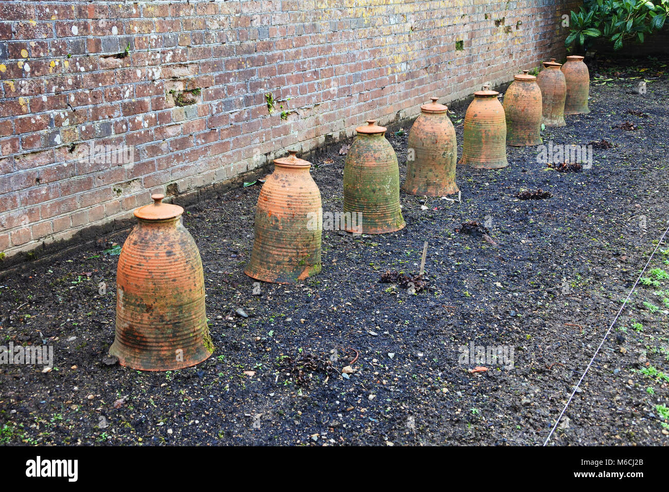 A line of terracotta rhubarb forcers in an English winter garden - John Gollop Stock Photo