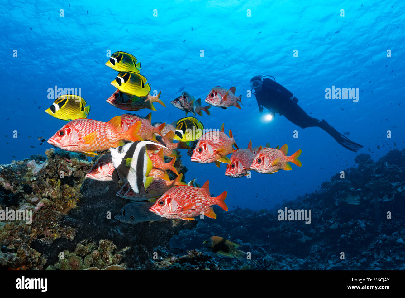 Diver observes swarm Sabre squirrelfish (Sargocentron spiniferum), red, together with Raccoon butterflyfishn (Chaetodon lunula) Stock Photo