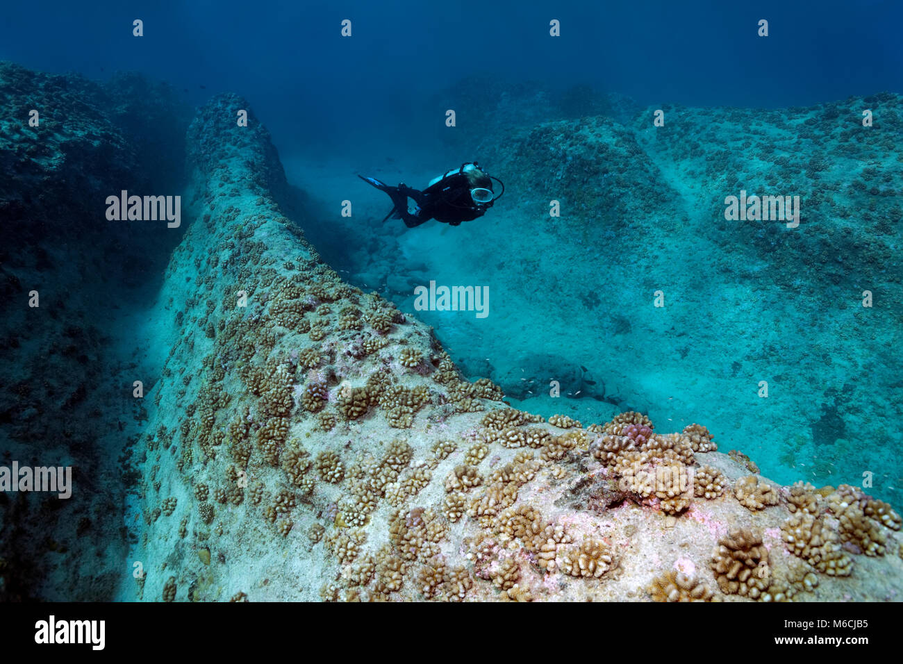 Diver swims over reef ridges with cauliflower corals (Pocillopora meandrina), coral reef, fault, Pacific Ocean, French Polynesia Stock Photo