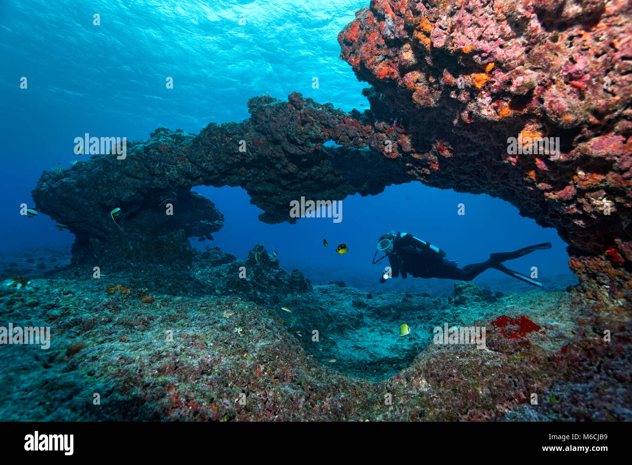 Diver diving through coral reef, gate, breakthrough, Pacific Ocean, French Polynesia Stock Photo