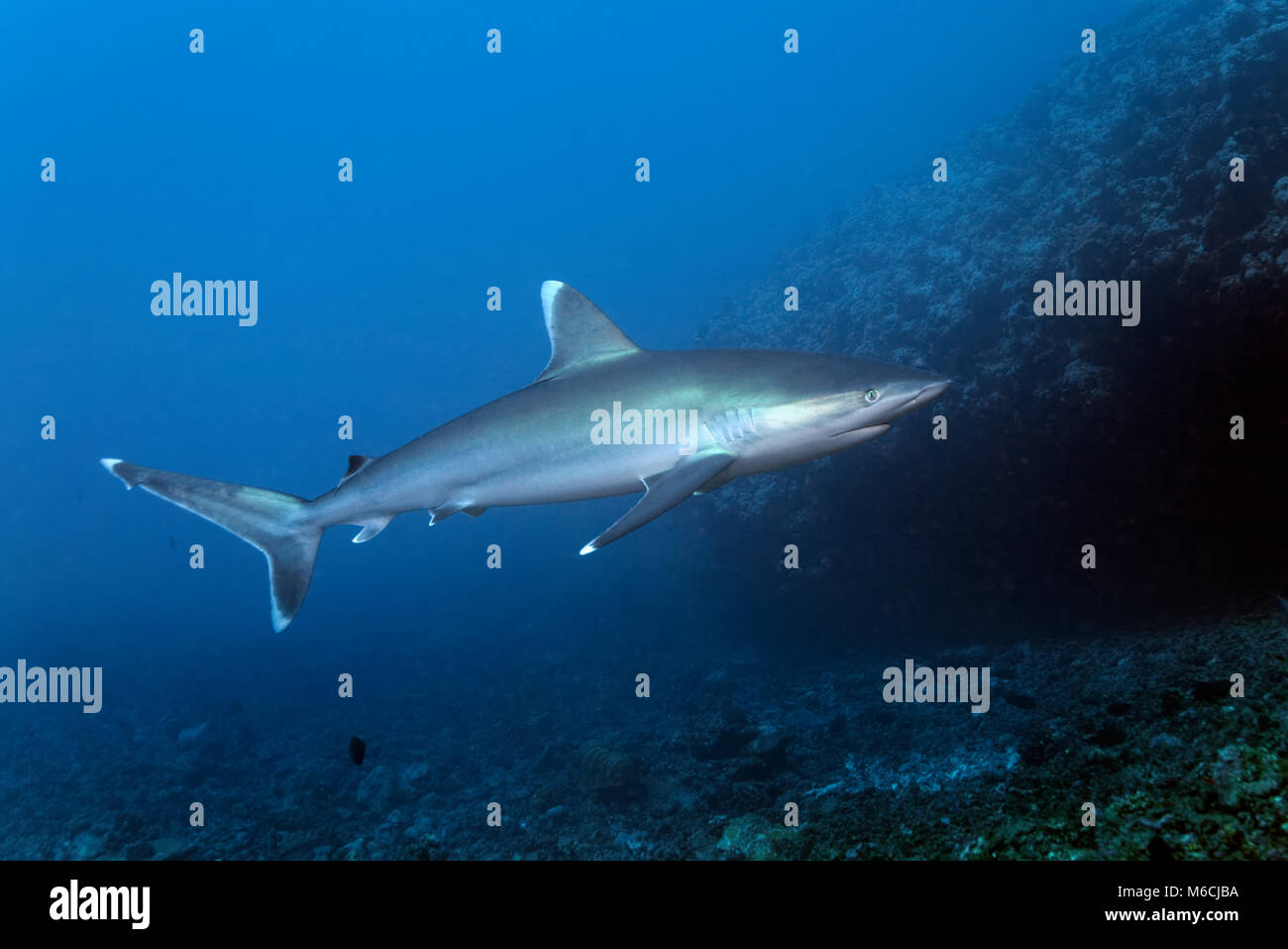Silvertip shark (Carcharhinus albimarginatus) floats over coral reef, Pacific Ocean, French Polynesia Stock Photo