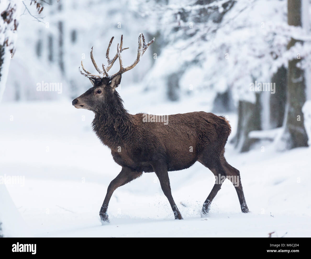 Red deer (Cervus elaphus), runs through snow, Vulkaneifel, Rhineland-Palatinate, Germany Stock Photo