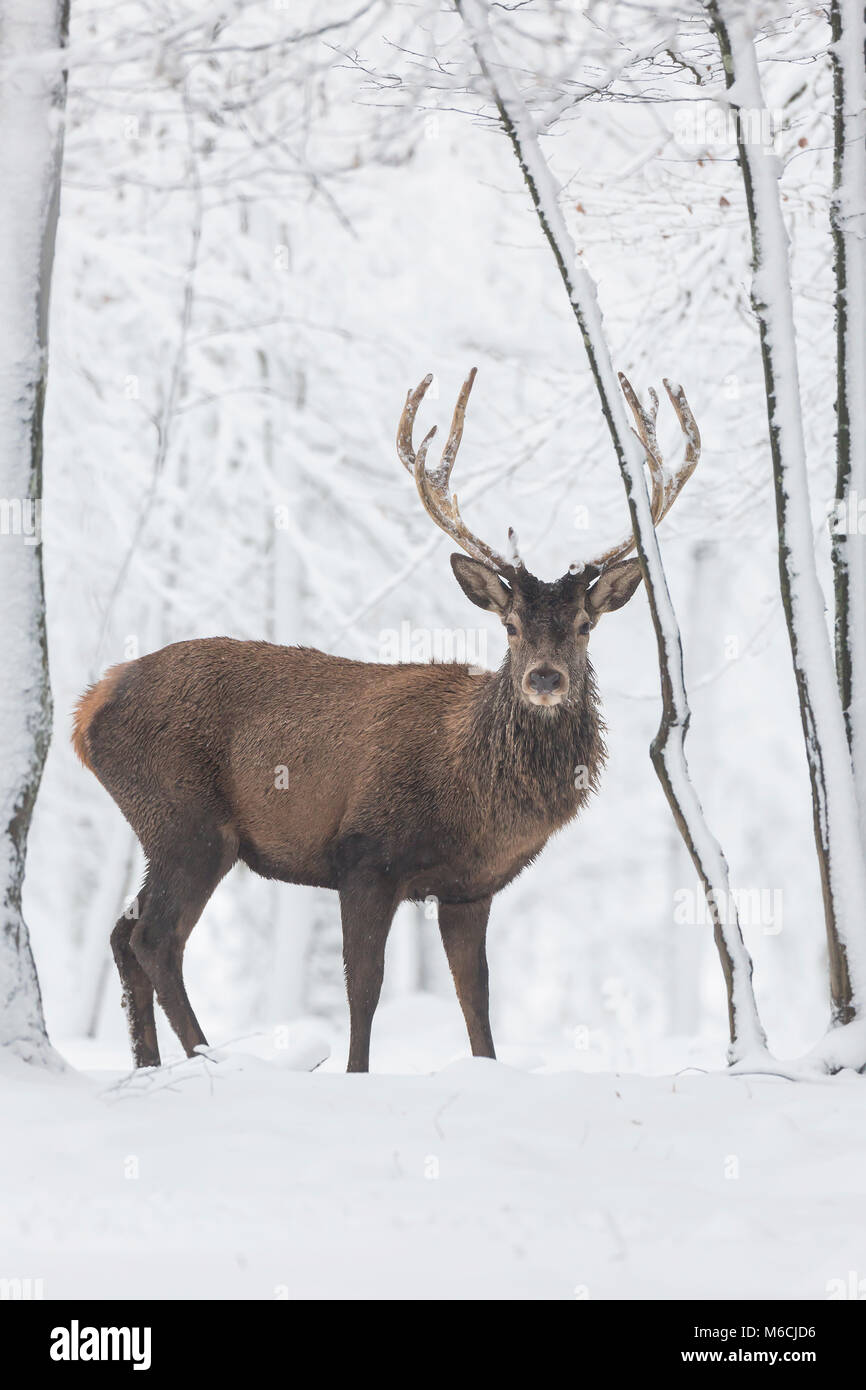 Red deer (Cervus elaphus), stands in snow, Vulkaneifel, Rhineland-Palatinate, Germany Stock Photo