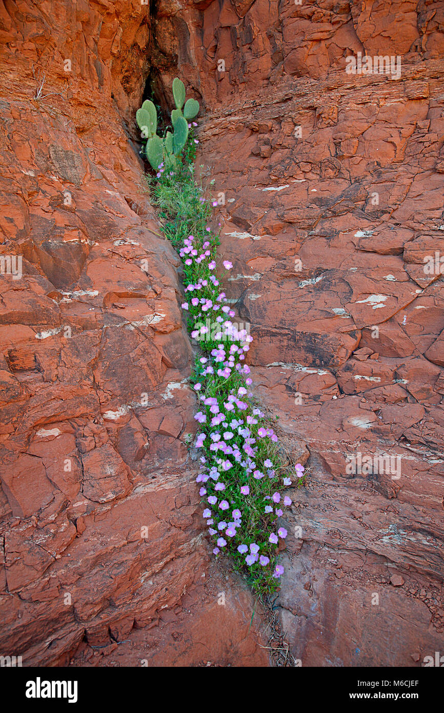 Flowering plant growing in red desert sandstone rock, Arizona Stock Photo