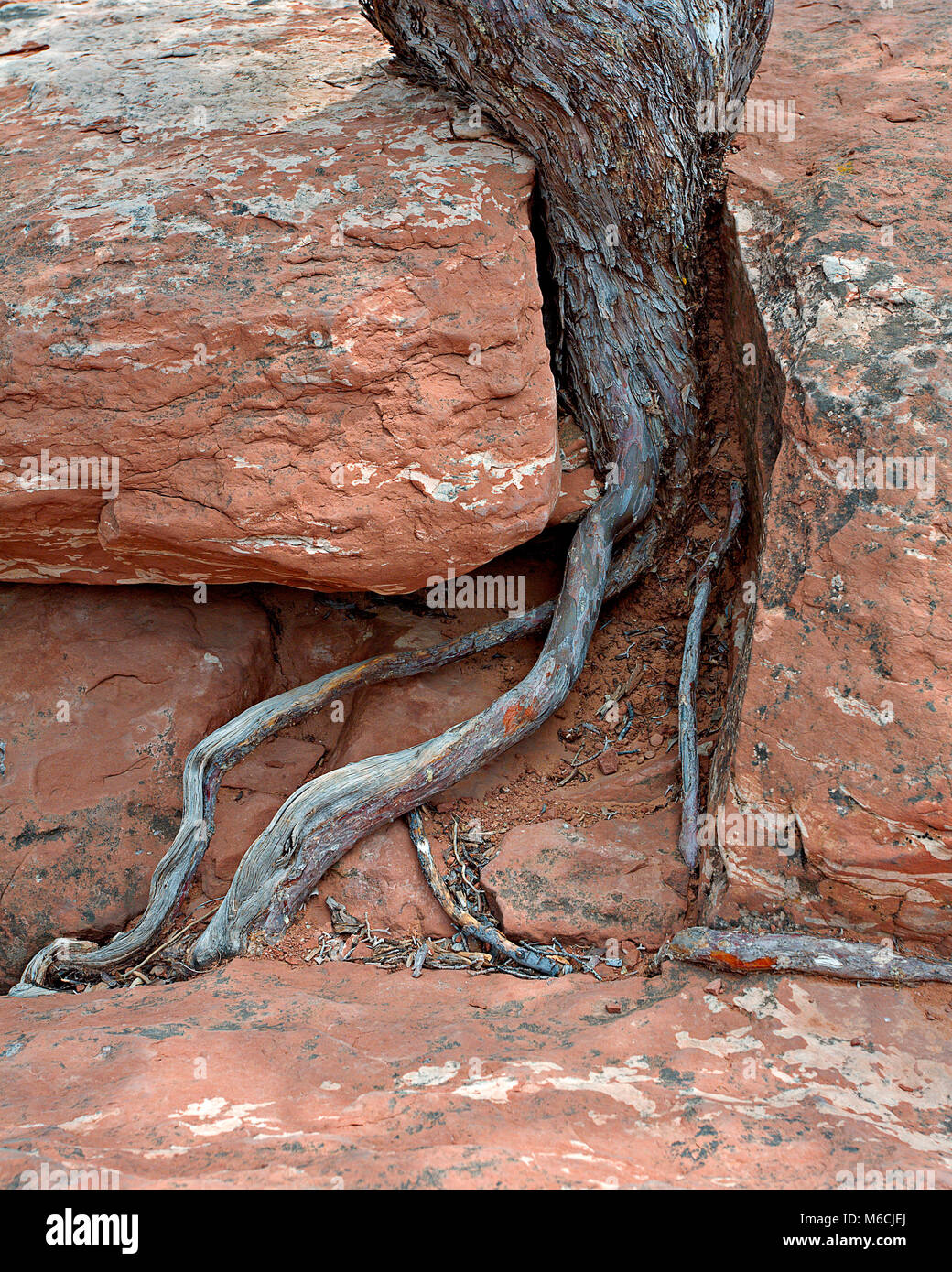 Exposed tree roots growing in red desert sandstone rock, Arizona Stock