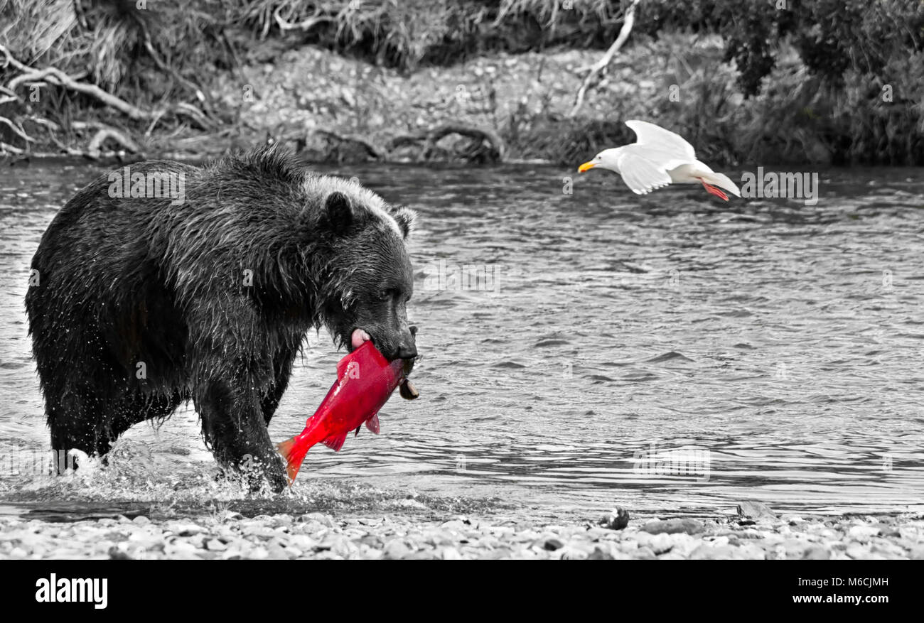 A voracious giant brown bear with a salmon in its mouth and a seagull flying in a river in the Katmai peninsula. Wildlife in the Alaskan territory Stock Photo