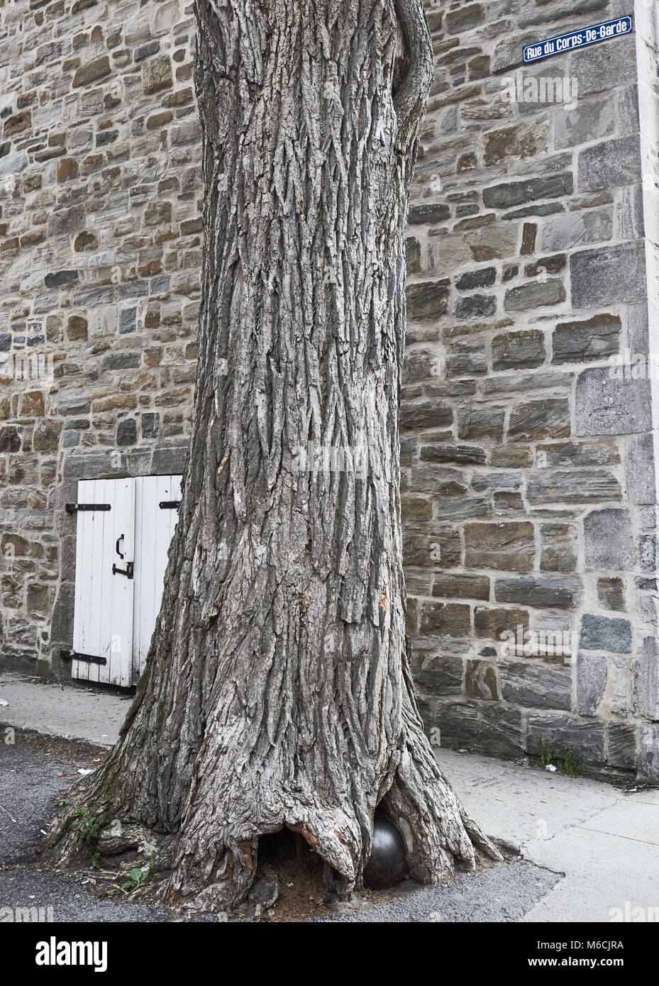 Cannonball embedded in tree, Rue du Corps-de-Garde, Quebec City, Quebec,  Canada Stock Photo - Alamy