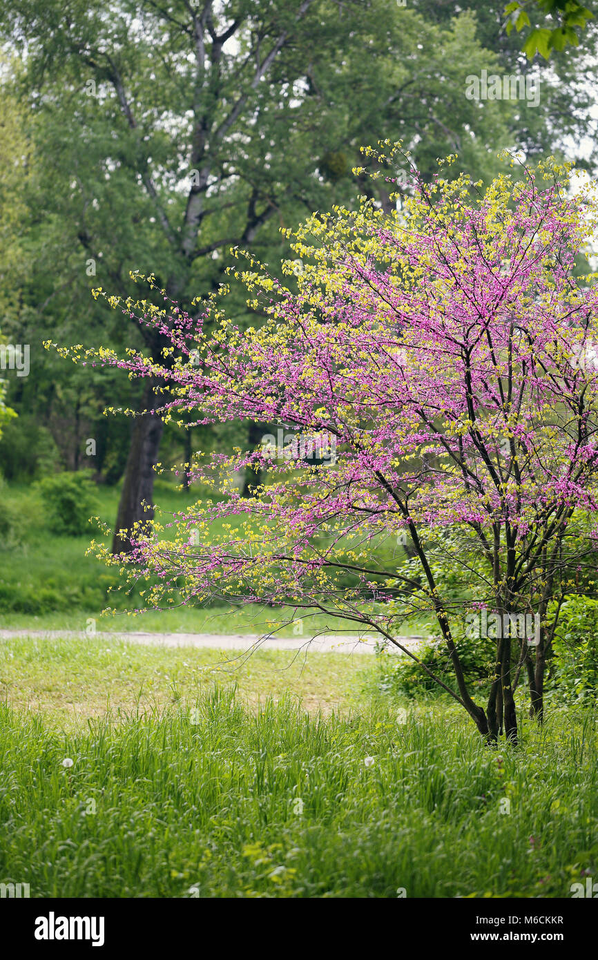 landscape with blooming Redbud Tree Stock Photo
