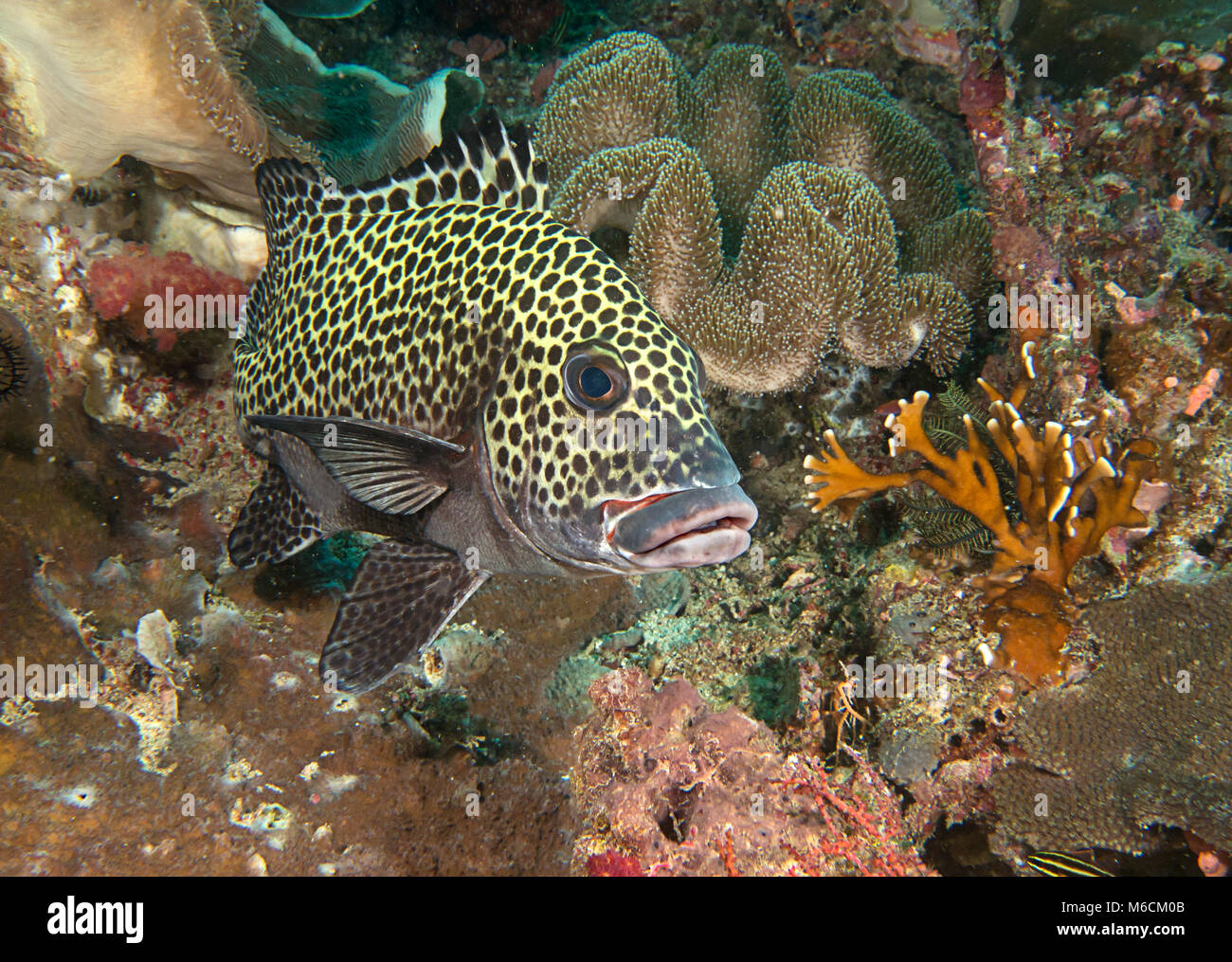 Many spotted sweetlips or harlequin sweetlips ( Plectorhinchus chaetodonoides ) at cleaning station of Bali Stock Photo