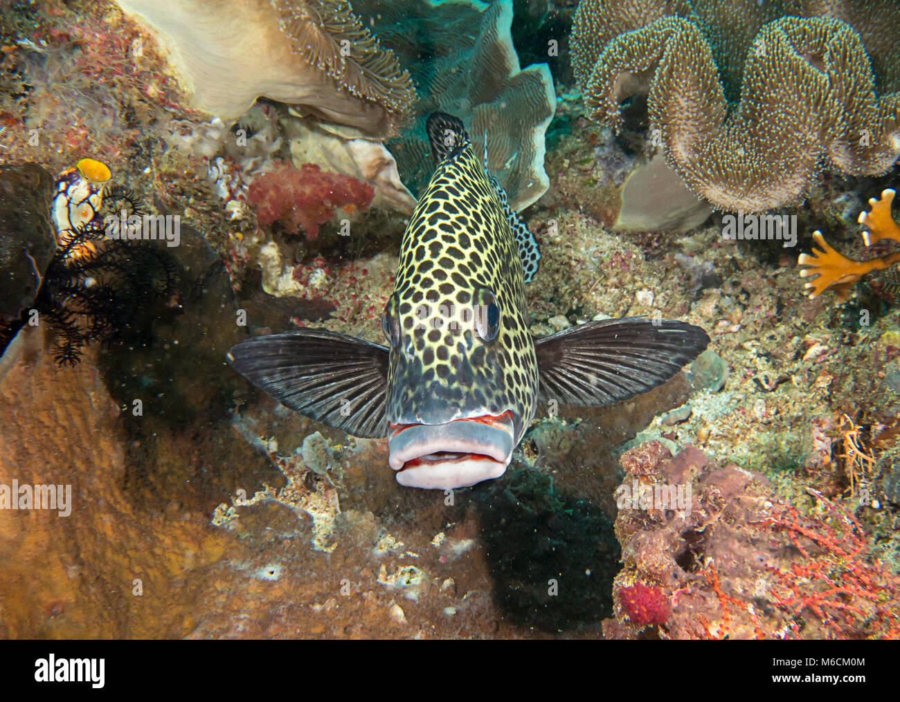 Many spotted sweetlips or harlequin sweetlips ( Plectorhinchus chaetodonoides ) at cleaning station of Bali Stock Photo