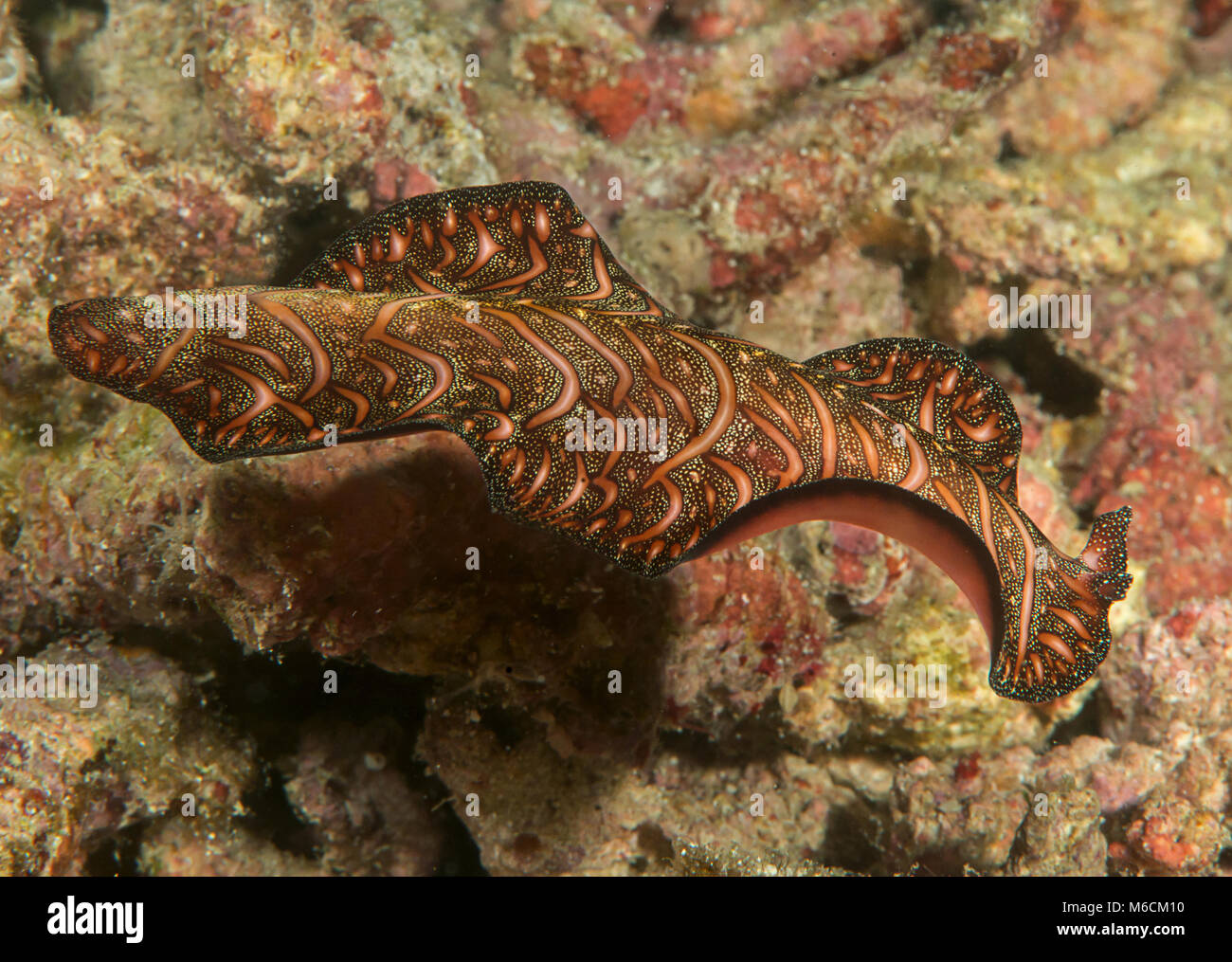 Persian carpet flatworm ( Pseudobiceros bedfordi ) swimming over coral reef of Bali, Indonesia Stock Photo