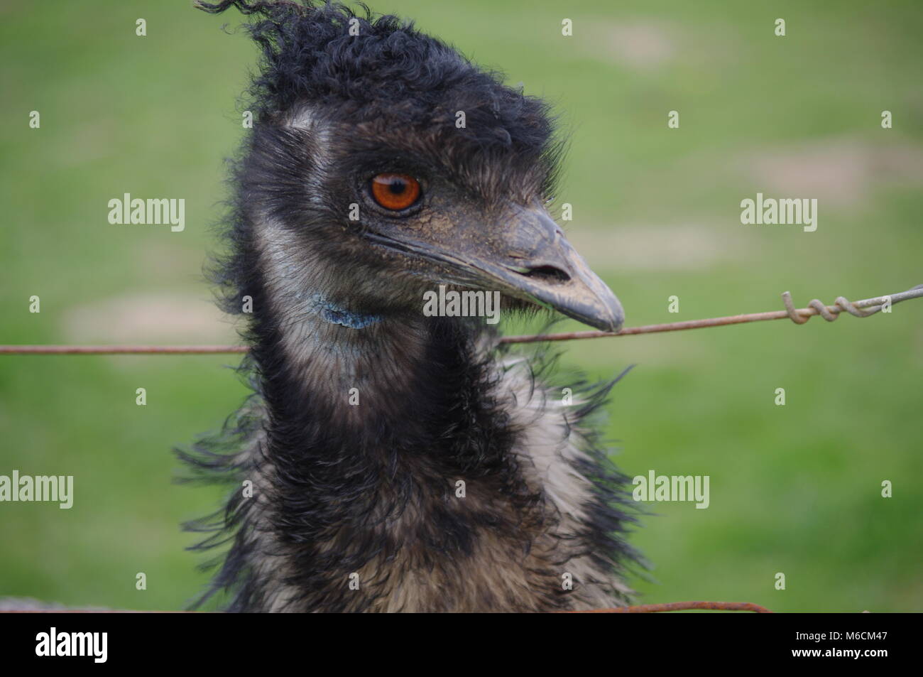Sneaky looking emu Stock Photo