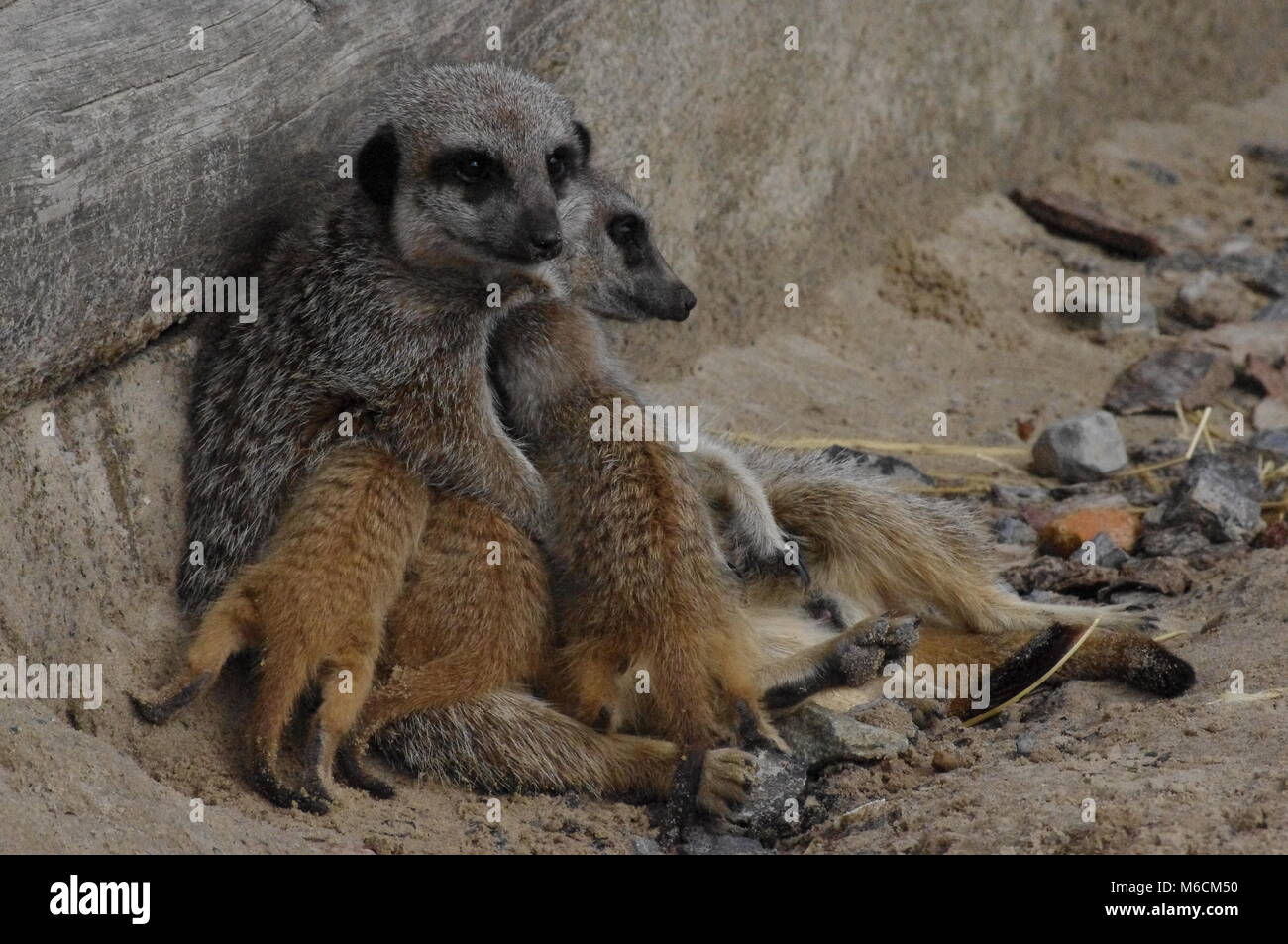 Meerkat family- mother on lookout Stock Photo