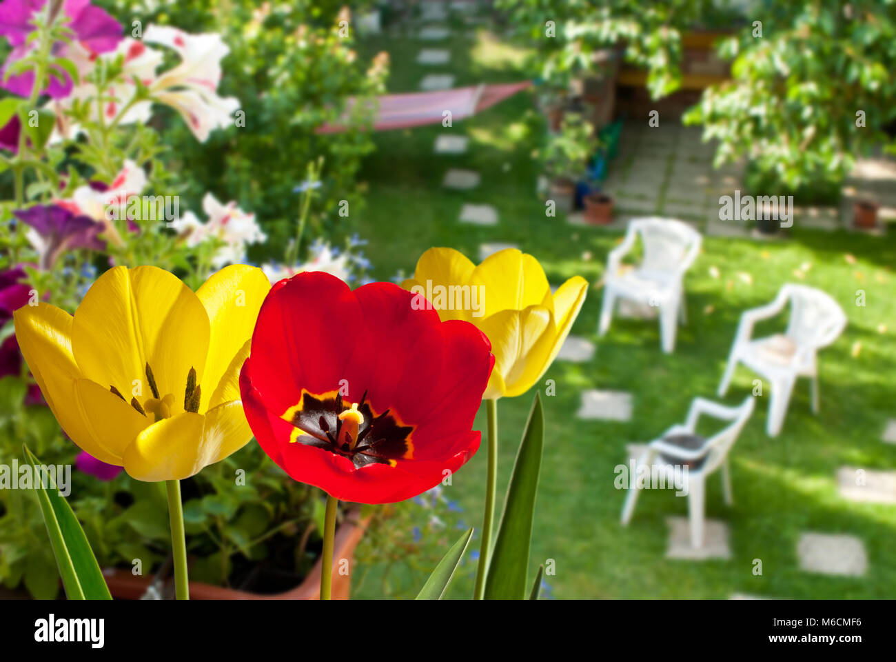 Red and Yellow Tulips in the Garden Stock Photo - Alamy