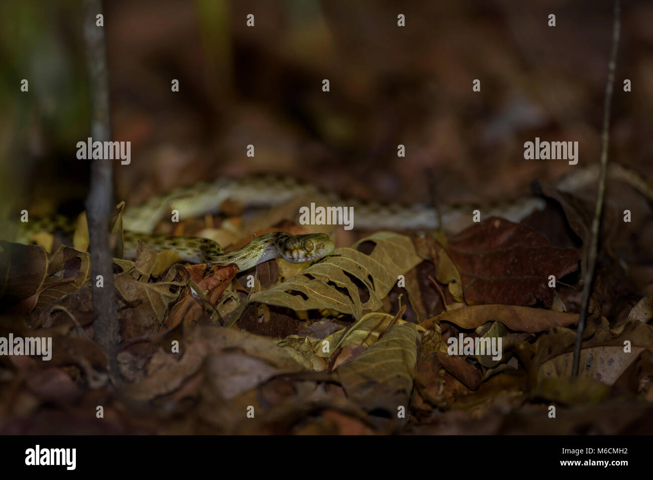 Madagascarophis colubrinus - beautiful little nocturnal endemic snake from Madagascar dry forest in Kirindy. Stock Photo