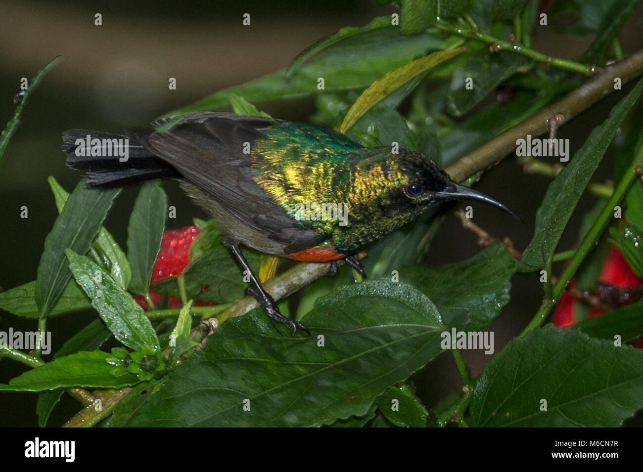 Northern Double-Collared Sunbird, (Cinnyris reichenowi)  Kimbale Uganda Africa Stock Photo
