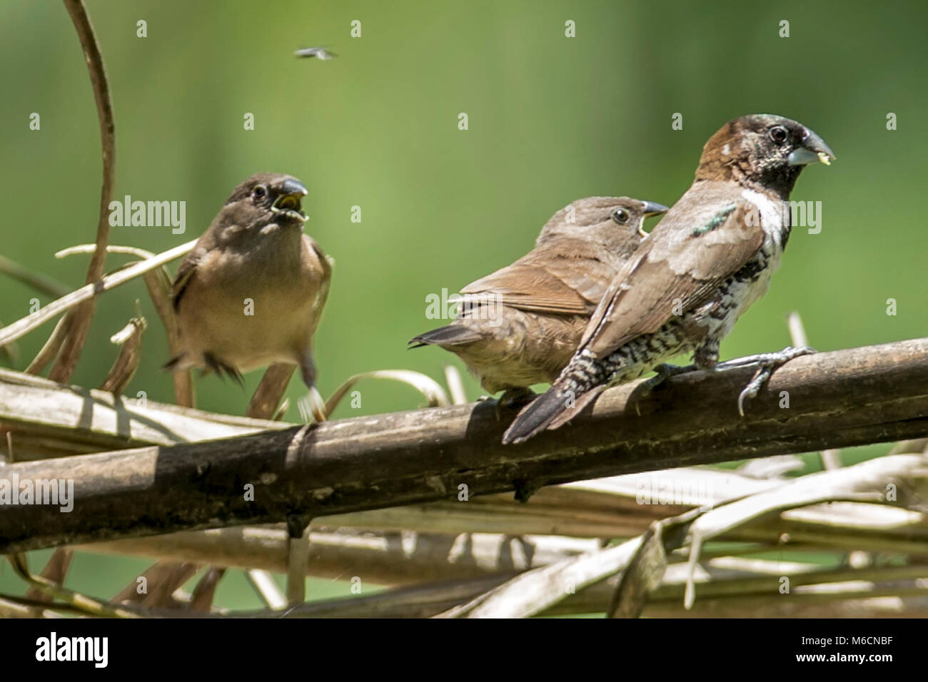 Adult Male feeding juveniles Bronze mannikin or bronze munia (Lonchura cucullata) Bigodi Wetland Sanctuary Kamwenge District, Uganda, Africa Stock Photo