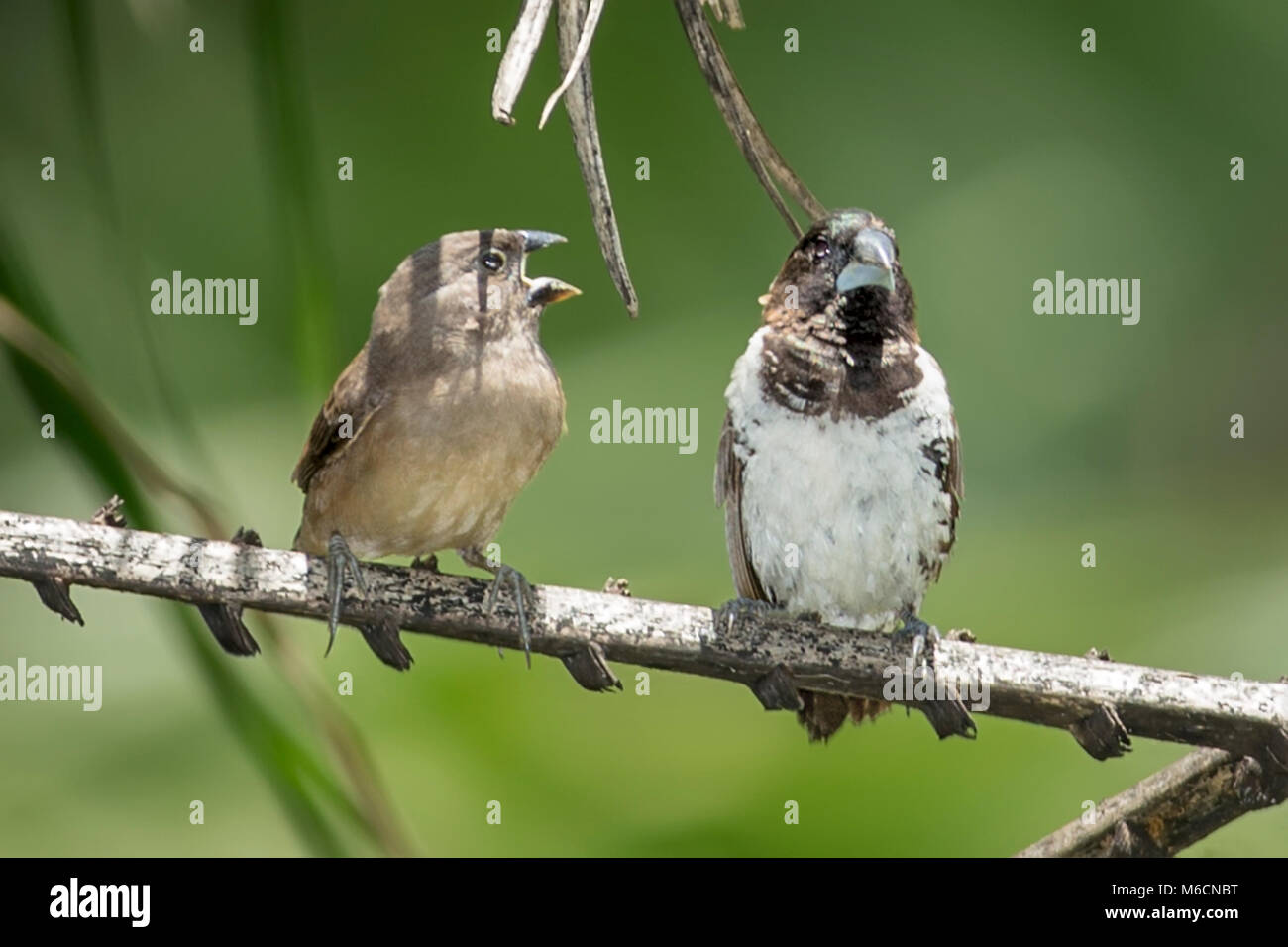 Adult Male feeding juveniles Bronze mannikin or bronze munia (Lonchura ...