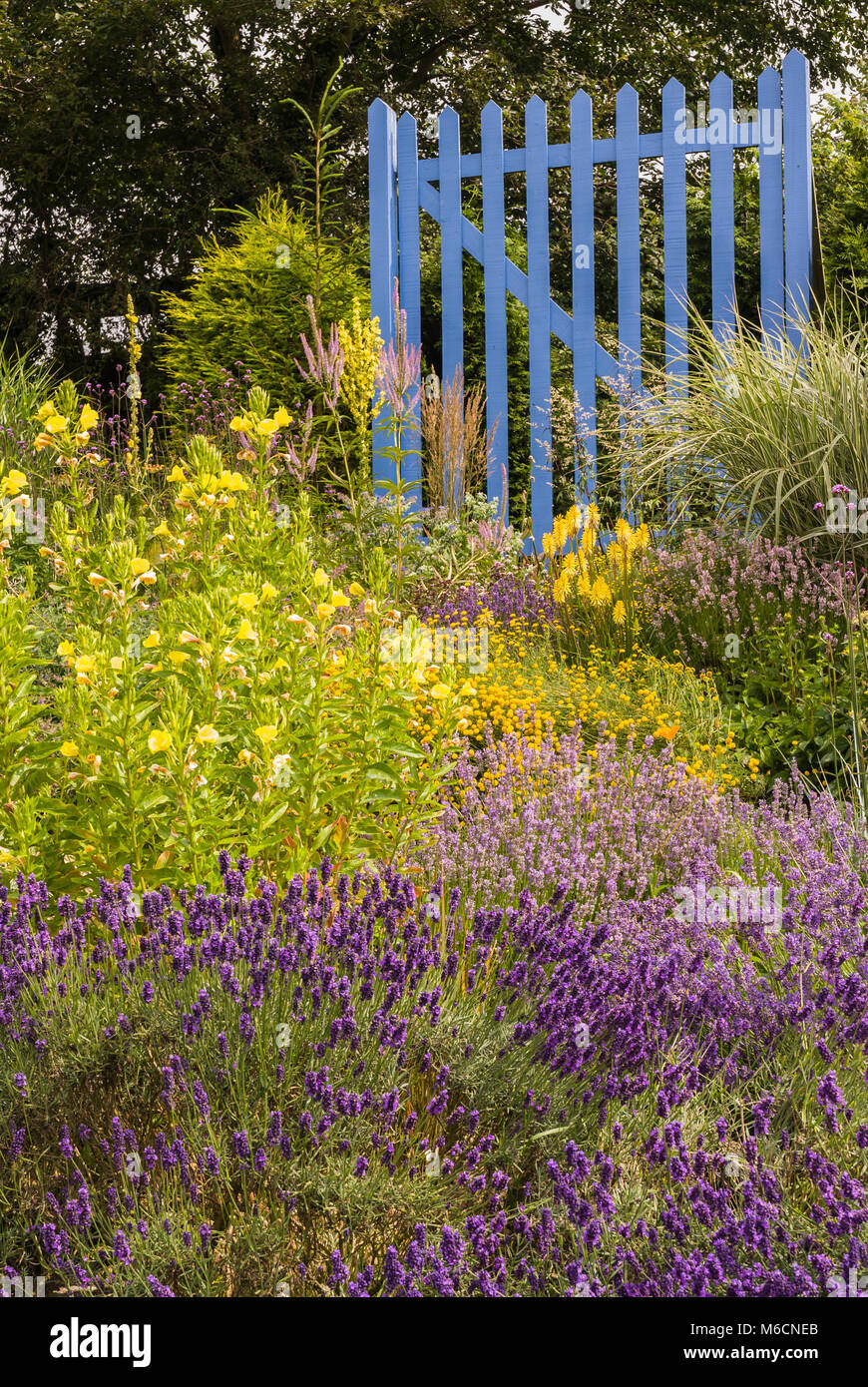 Yorkshire Lavender garden with blue gate. Stock Photo