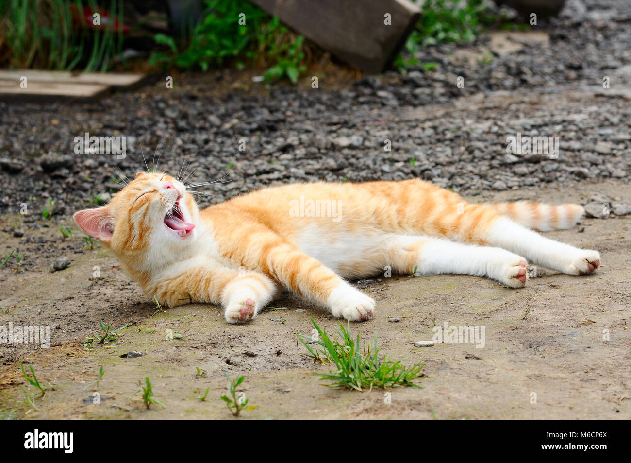 Orange striped cat lies and yawns Stock Photo Alamy