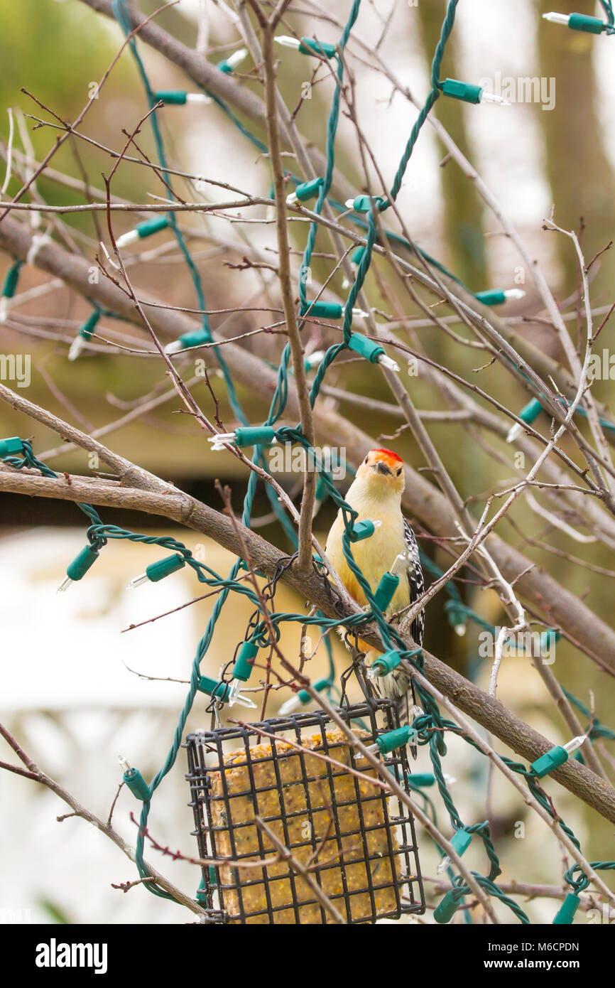 Backyard birds in New Jersey, USA Stock Photo Alamy