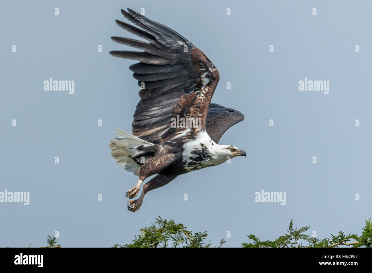 Immature African Fish Eagle taking off, Queen Elizabeth National Park, Uganda, Africa Stock Photo