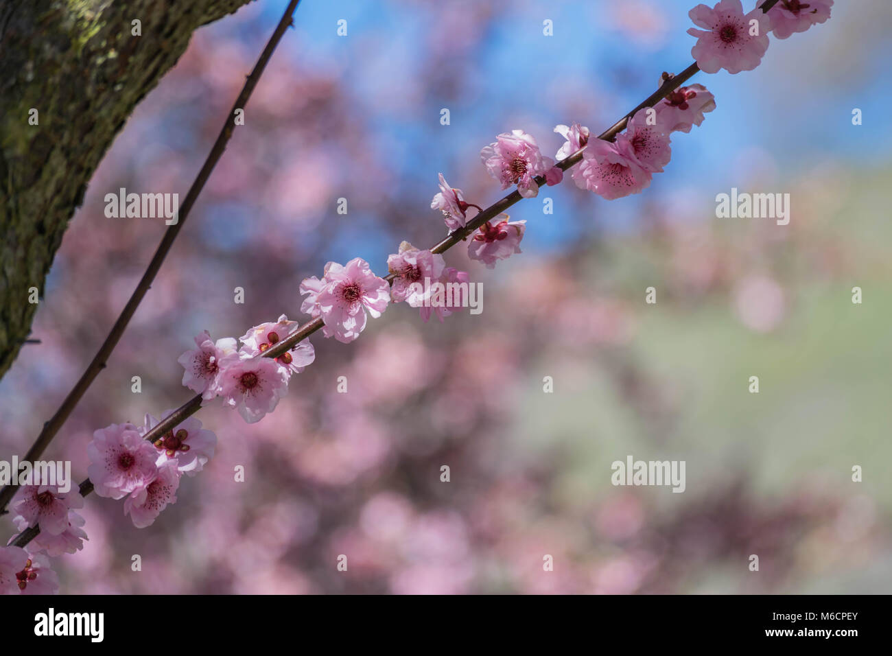 Isolated, close-up of a cherry blossom branch, with pink blossoms and a bokeh background Stock Photo