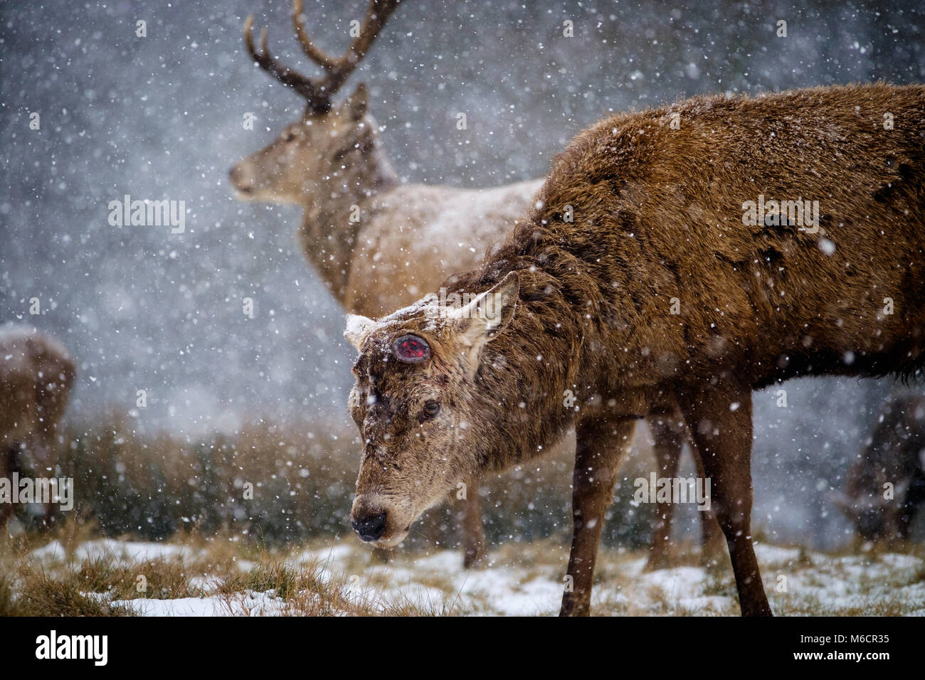 red deer and area lost pets