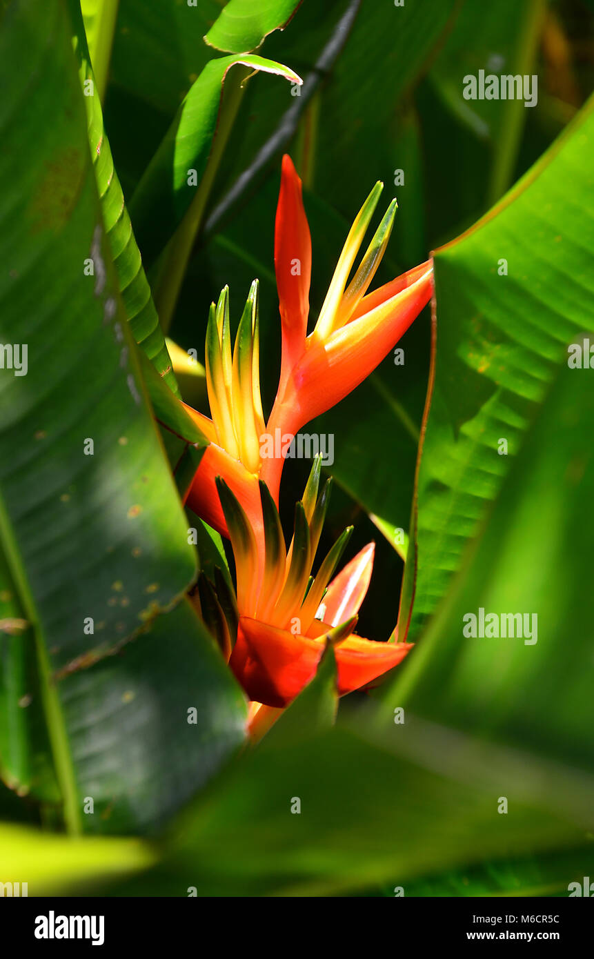 Exotic tropical flowers on Maui, Hawaii Stock Photo