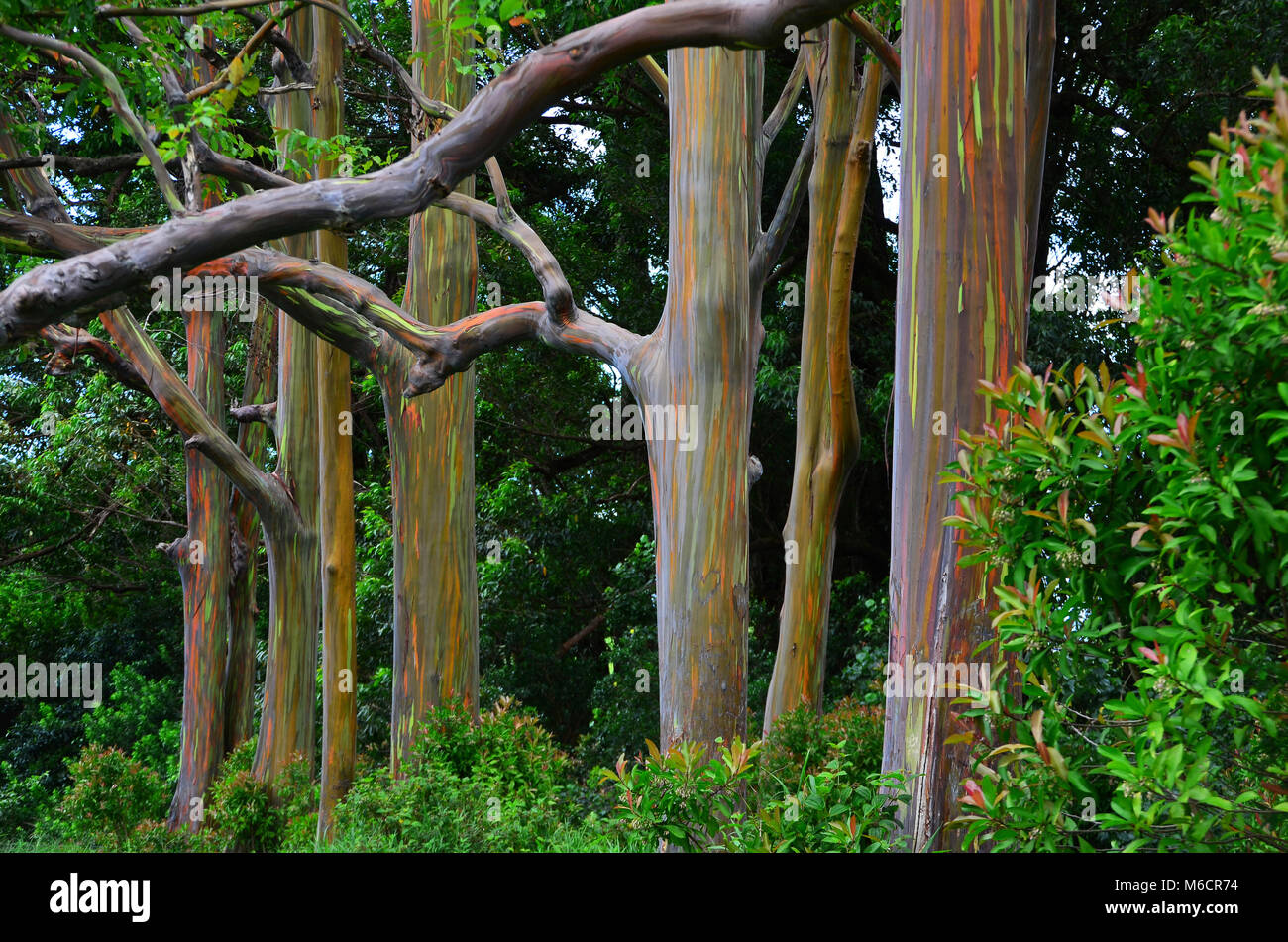 Rainbow eucalyptus hi-res stock photography and images - Alamy