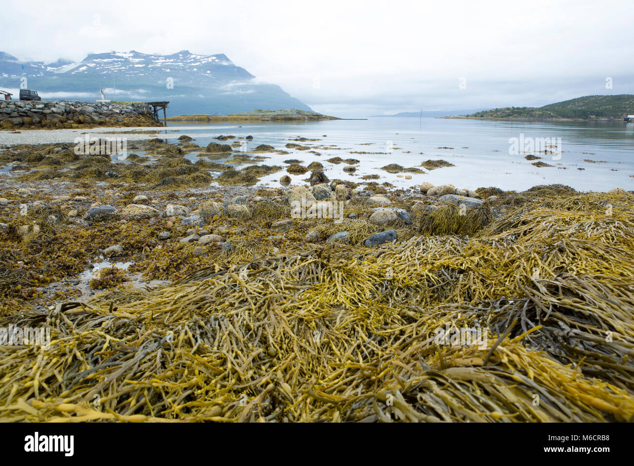 Panoramic picture showing the seaweed exposed by the low tide in northern Norway. Stock Photo