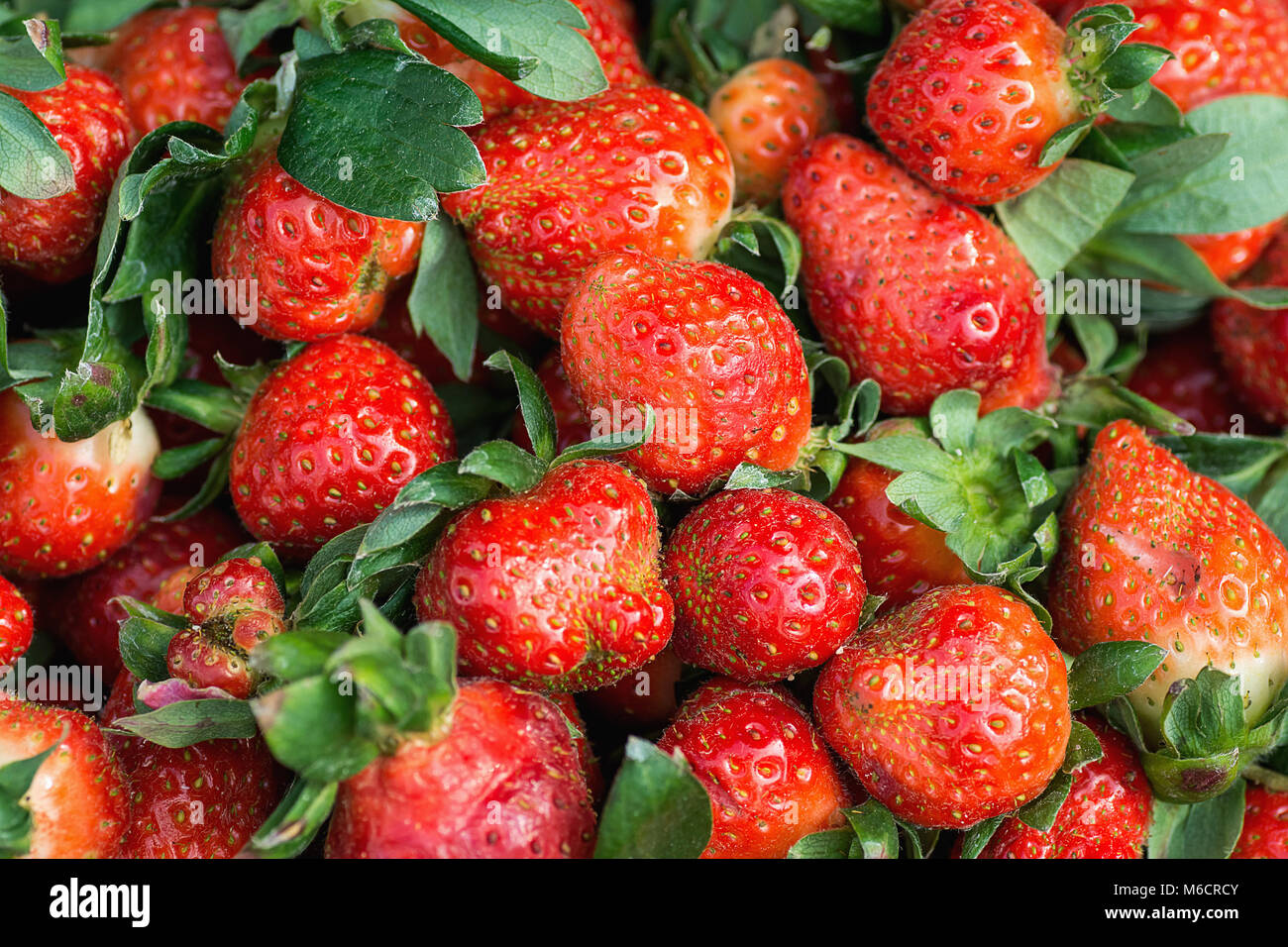 Heap of Ripe Freshly Picked Organic Strawberries with Green Leaves at Farmers Market. Vibrant Colors. Summer Harvest. Healthy Lifestyle Vitamins Super Stock Photo