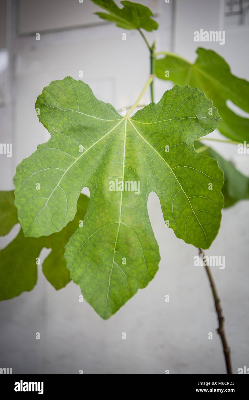 Fig leaf growing on a  young fig plant. Grey wall is in the background Stock Photo
