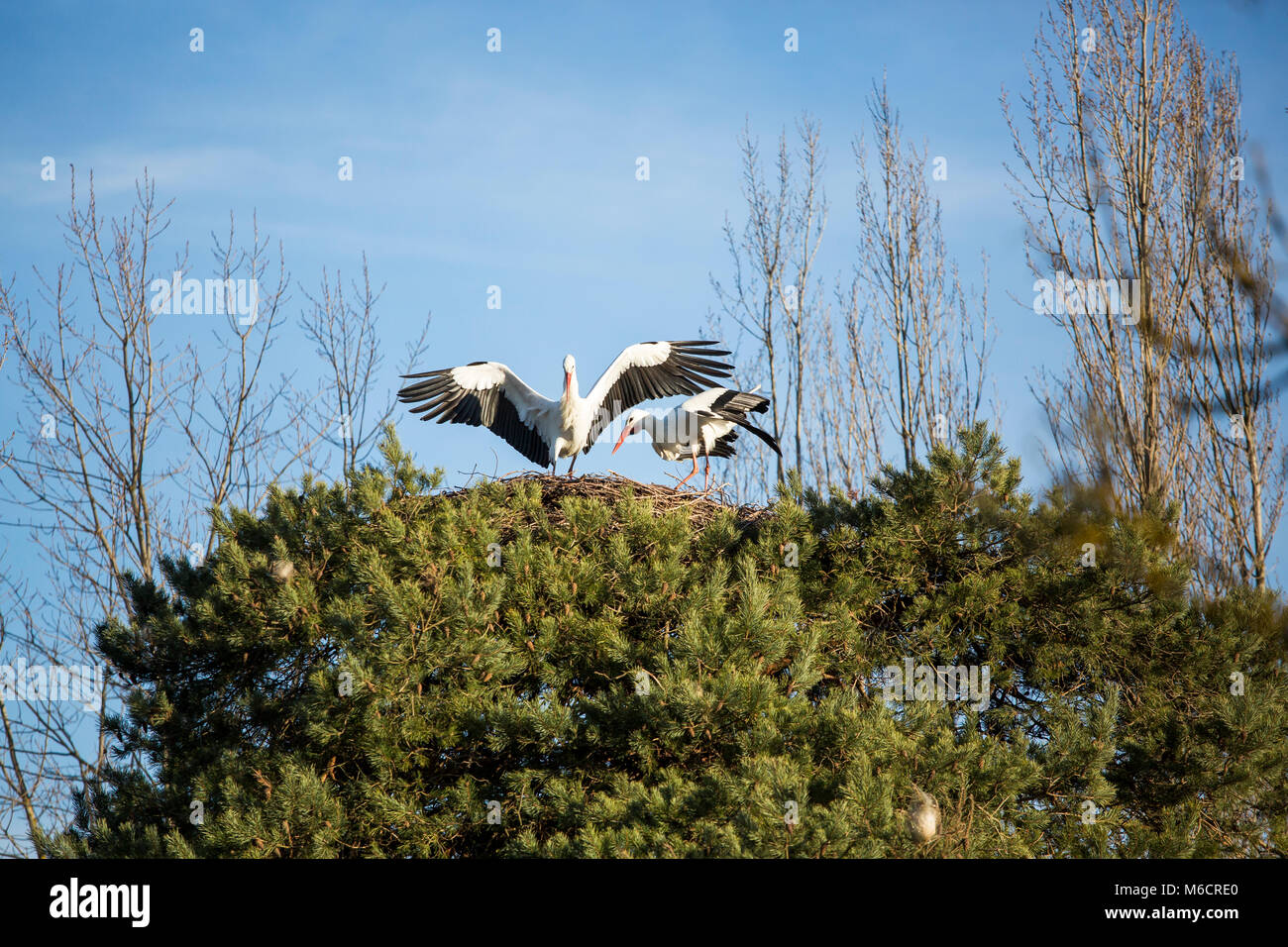Two storks standing high up in a nest. One of them has just landed and has its wings spread. Stock Photo