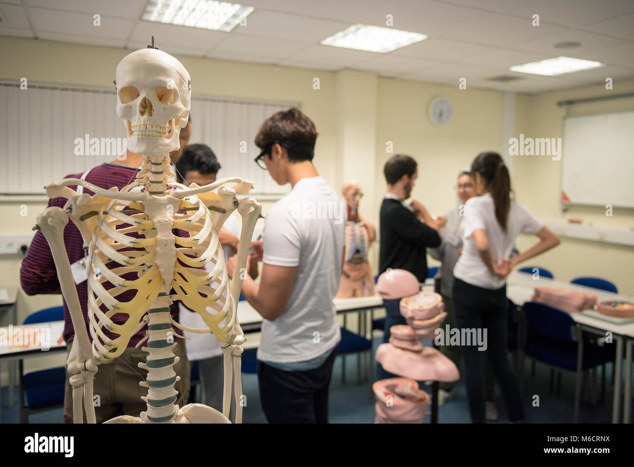 international students learn in a classroom all about the human anatomy ... Biology Diagrams