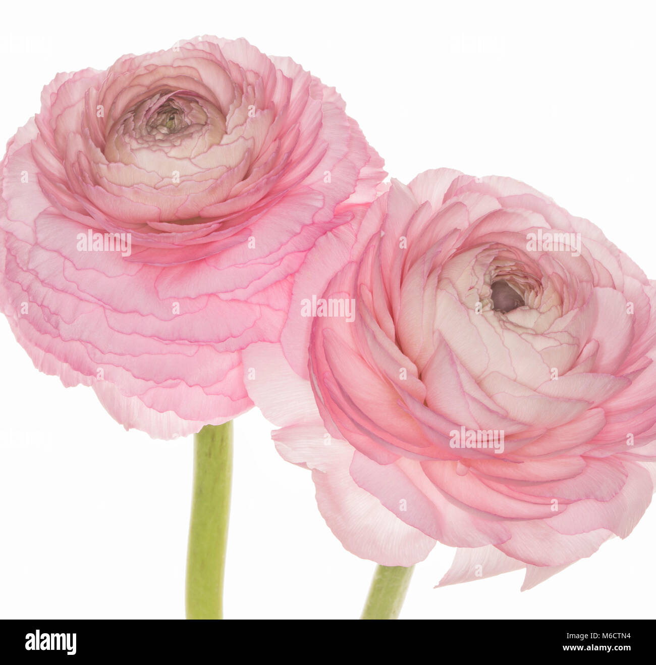 Pink Ranunculus asiaticus isolated on a white background Stock Photo