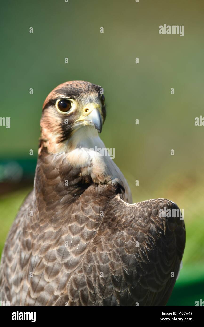 Peregrine Falcon (family: Falconidae) close up with head and shoulders ...