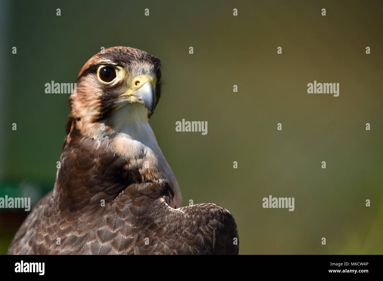 Peregrine Falcon (family: Falconidae) close up with head and shoulders ...