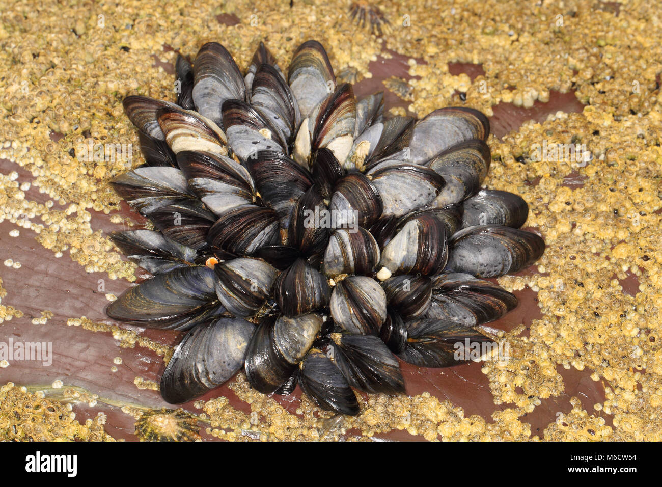 Common Mussels Hi-res Stock Photography And Images - Alamy