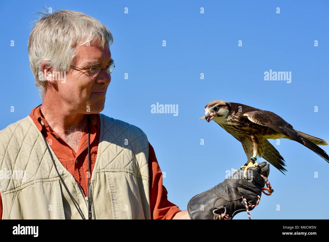 Naturalist and trainer holding Peregrine Falcon (family: Falconidae ...