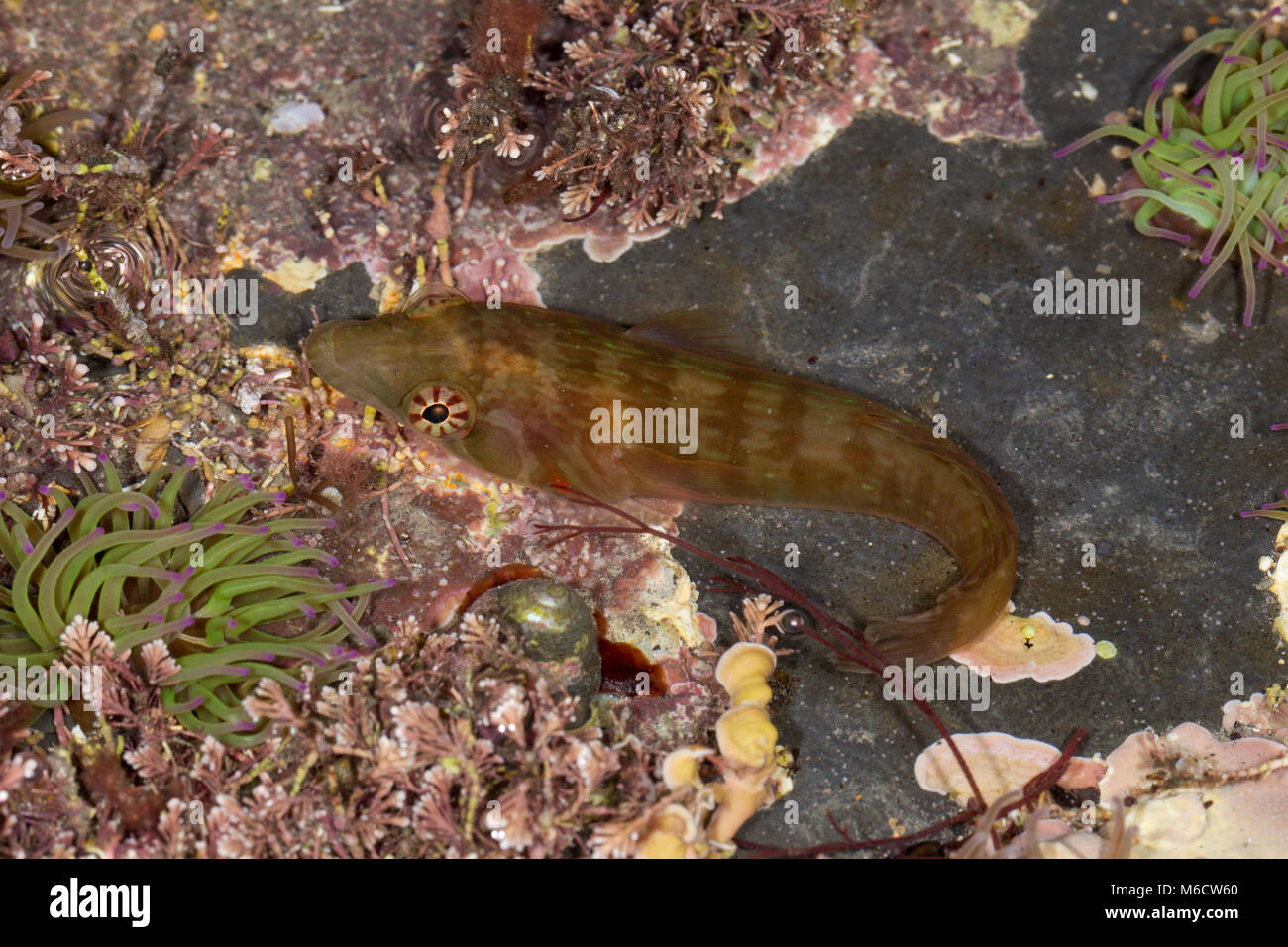Connermara clingfish Lepadogaster candolii Stock Photo