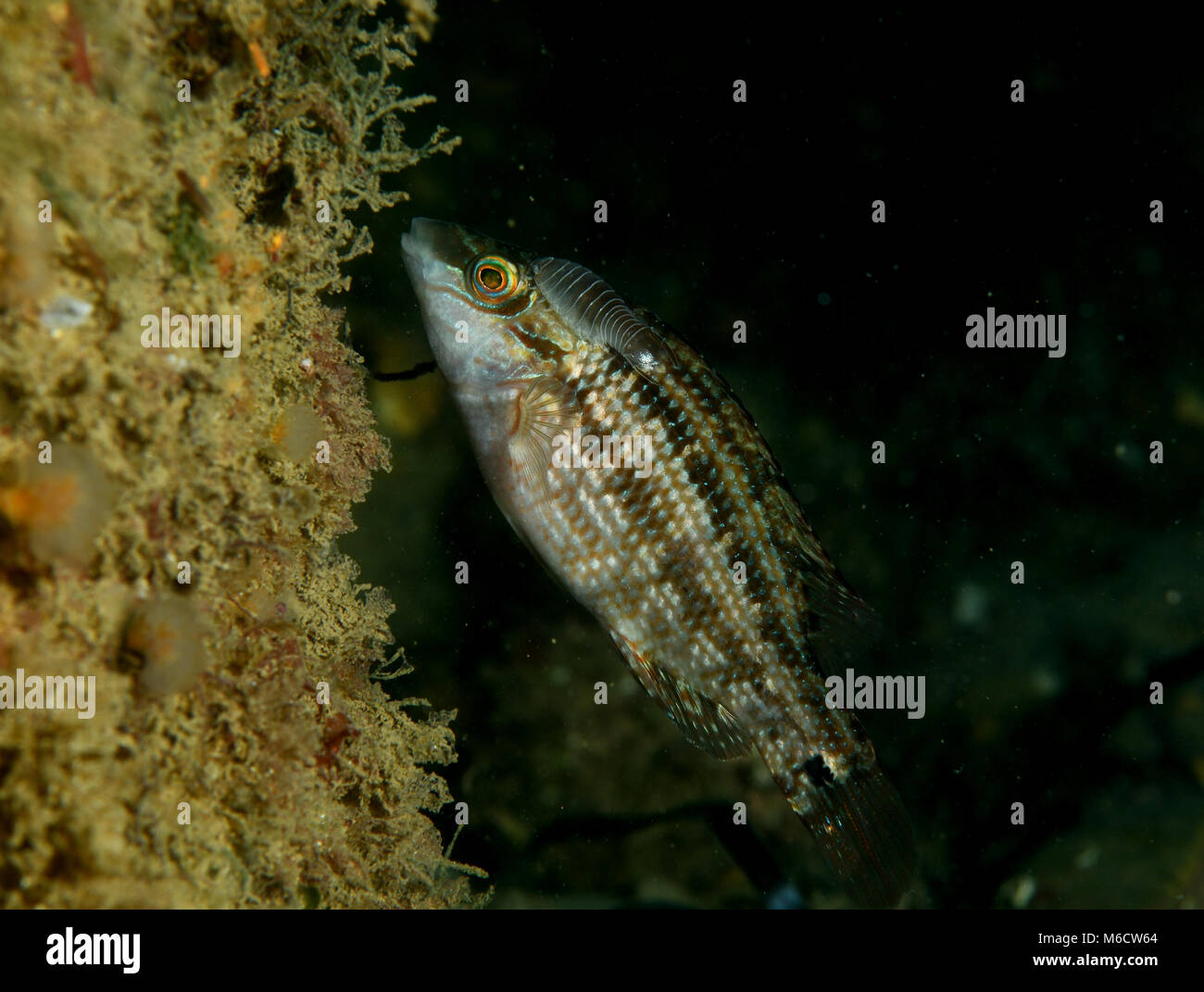 Corkwing Wrasse, with fish louse , Stock Photo