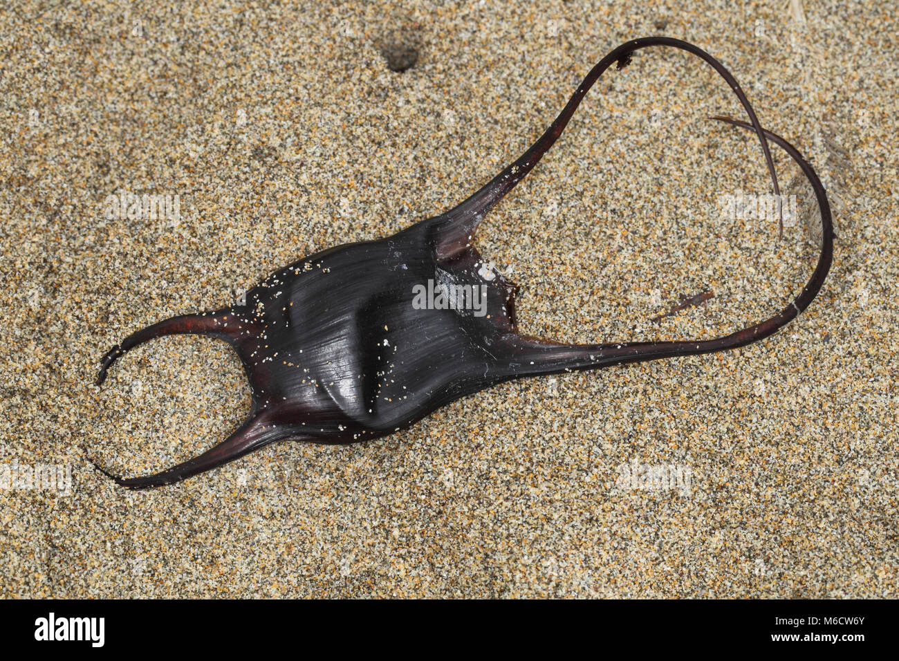 Mermaids purse hi-res stock photography and images - Alamy