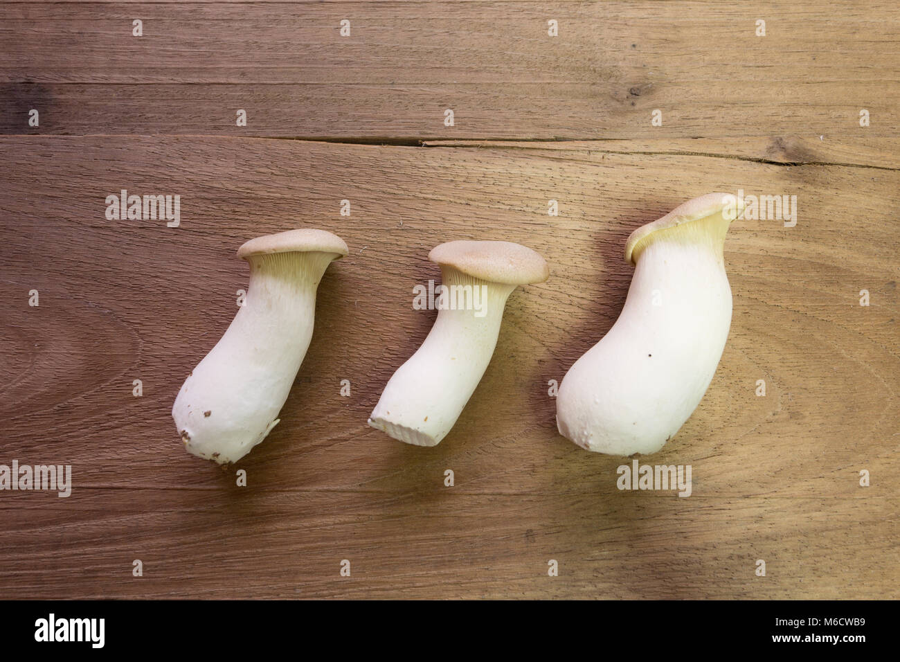 King Trumpet mushroom (Pleurotus eryngii), a.k.a. French Horn mushroom