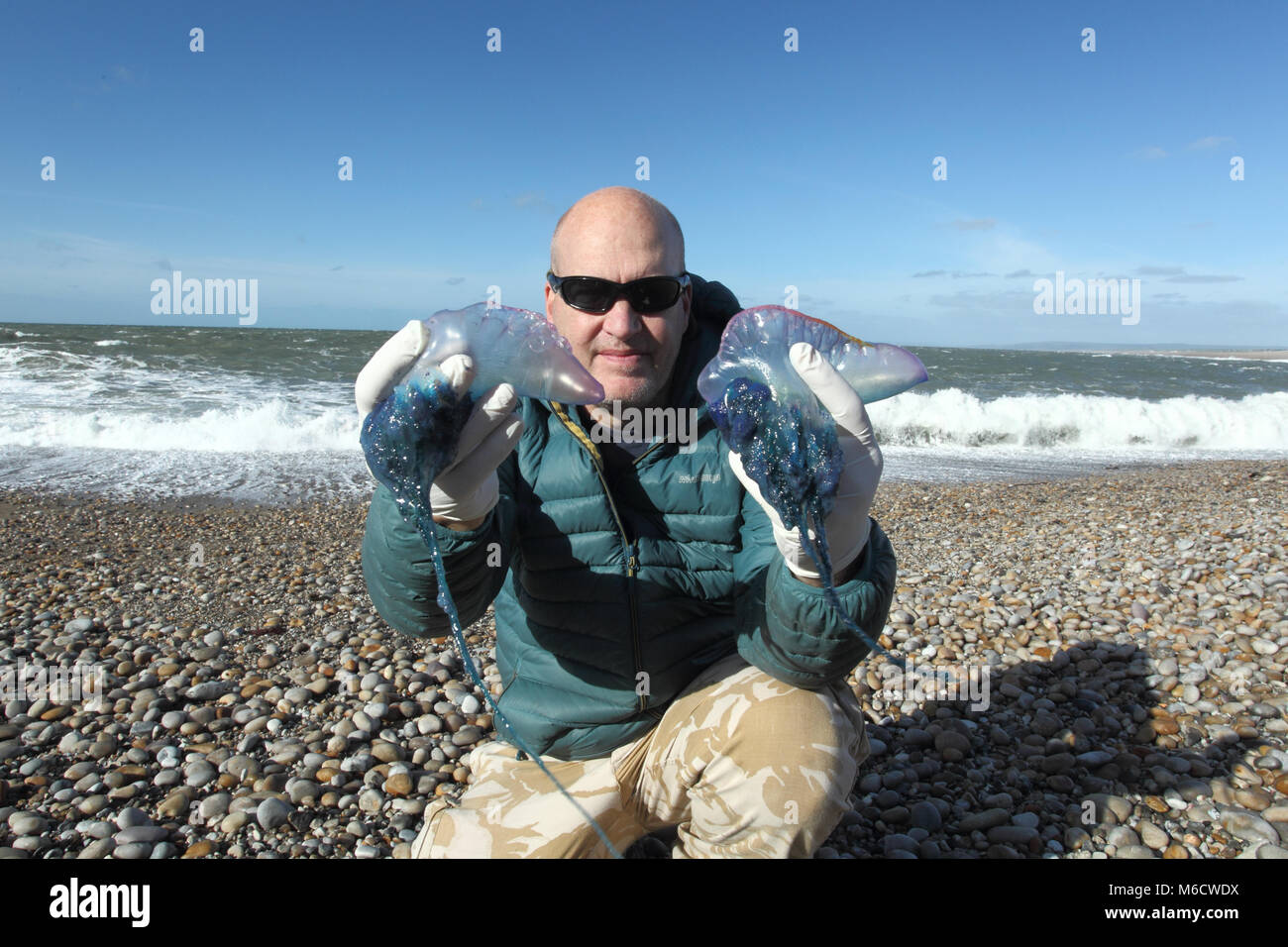 Portuguese man o war , being held by Steve Trewhella , Chesil beach Dorset UK October Stock Photo