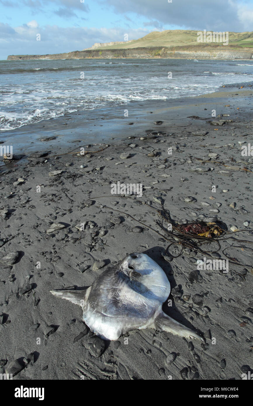 Ocean Sunfish Mola mola Stock Photo