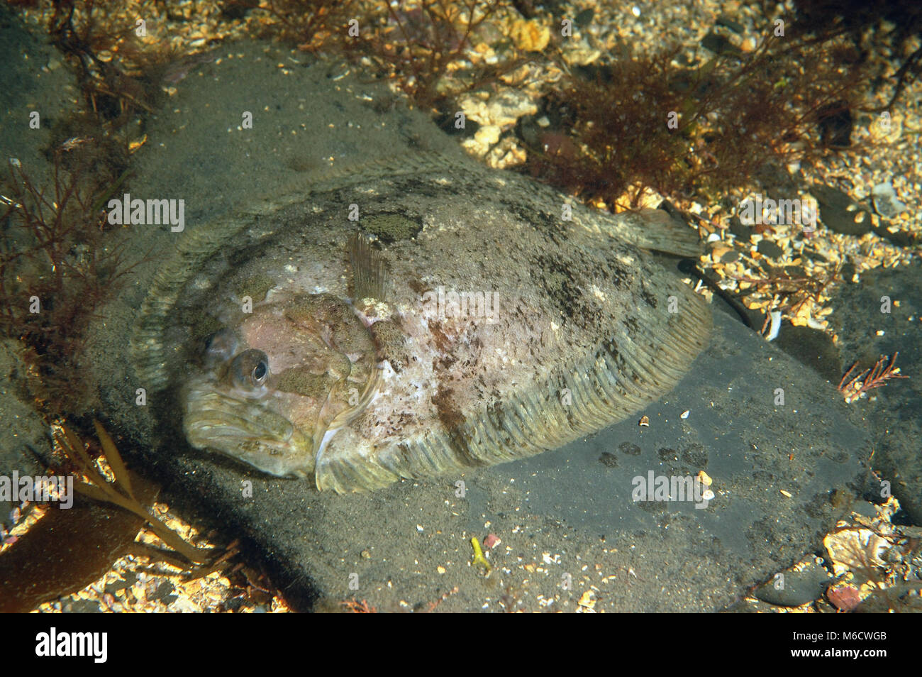 Topknot Zeugopterus punctatus Stock Photo Alamy