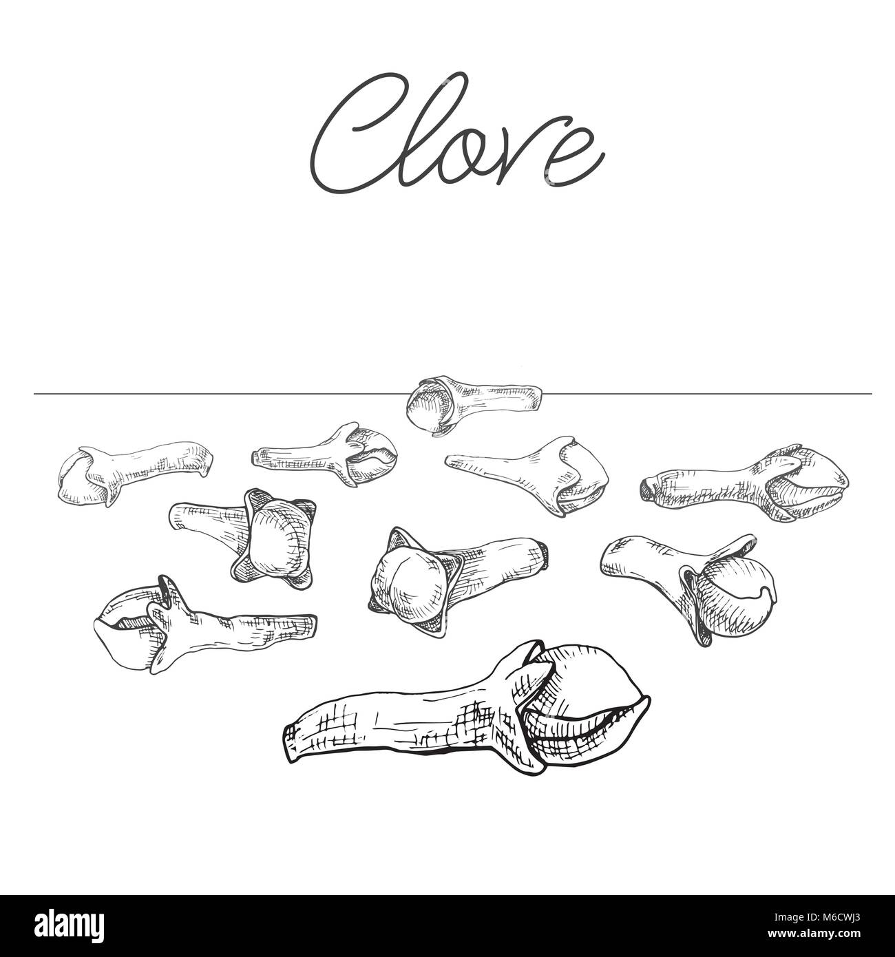 Cloves isolated on white background. Hand drawn vector illustration