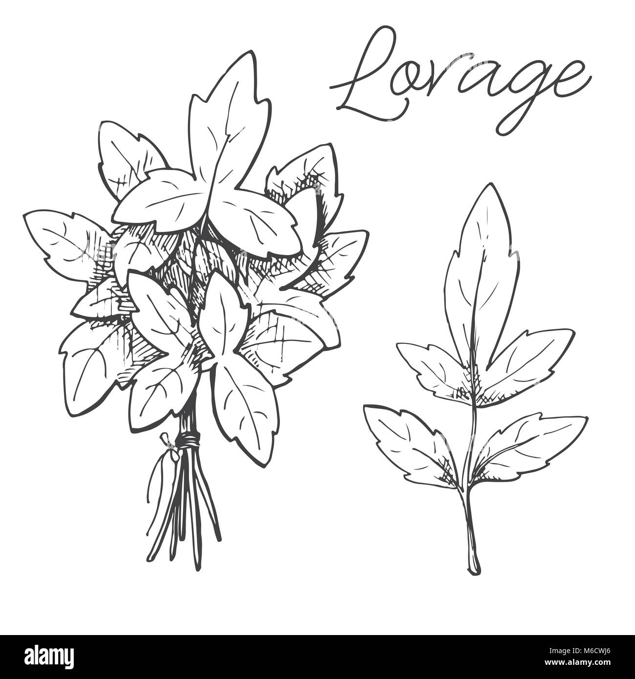 Hand drawn lovage isolated on white background. Vector illustration of a sketch style. Stock Vector